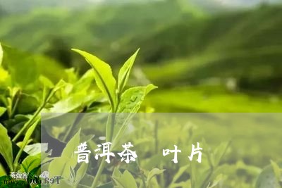 普洱茶 叶片/2023042851432